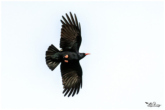 Red-billed Chough (Alpenkraai) at Alquézar
