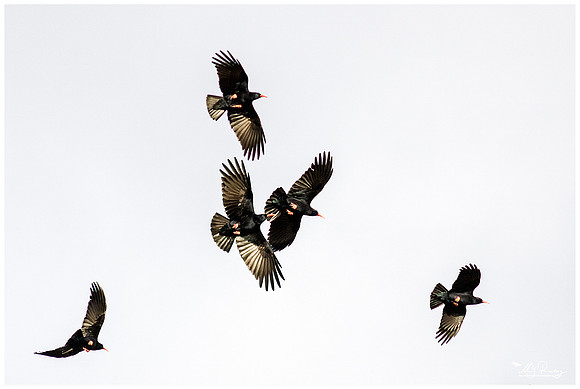 Red-billed Chough (Alpenkraai) at Alquézar