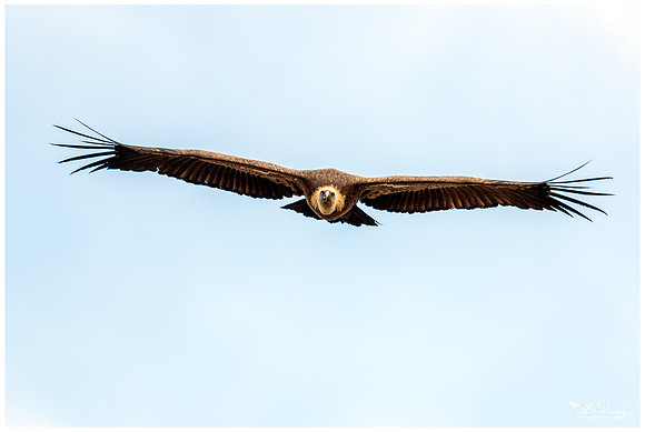 Griffon Vulture (Vale Gier) at Alquézar