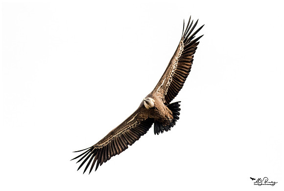 Griffon Vulture (Vale Gier) at Alquézar