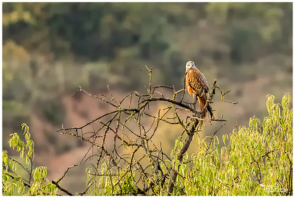 Red Kite (Rode Wouw) near Bierge.