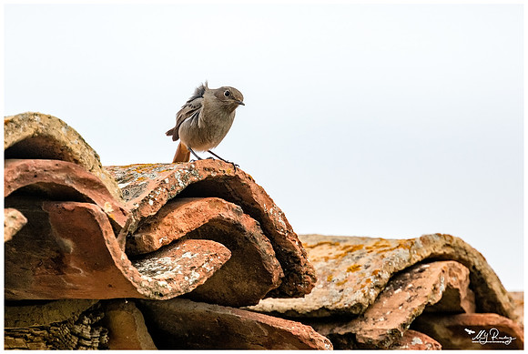 Black Redstart (Zwarte Rroodstaart) at Alquézar