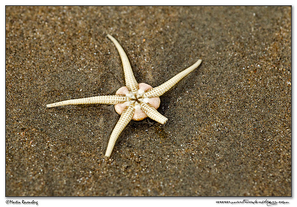 Serpent Star (Gewone Slangster) at the North Sea coast near the Amsterdamse Waterleiding Duinen Nature Reserve