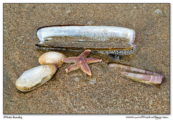 Washed ashore sea life after the storm at the North Sea coast near the Amsterdamse Waterleiding Duinen Nature Reserve