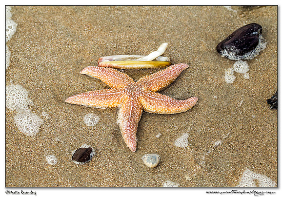 Common Starfish (Gewone Zeester) at the North Sea coast near the Amsterdamse Waterleiding Duinen Nature Reserve