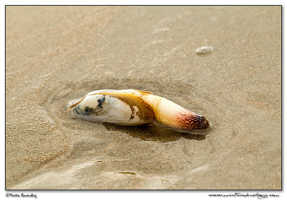 Common Otter Shell (Gewone Otterschelp) at the North Sea coast near the Amsterdamse Waterleiding Duinen Nature Reserve