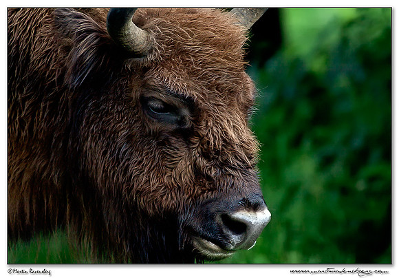 Wisent / European Bison (Wisent) at the Nature Park Lelystad