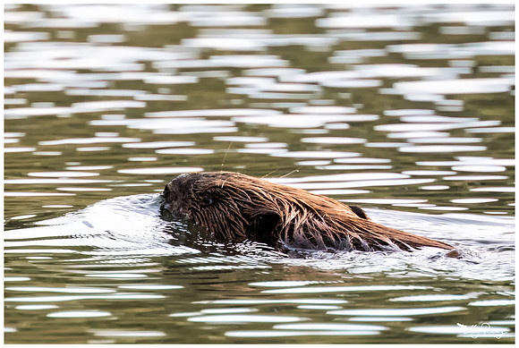 Eurasian Beaver (Bever) at the Biesbosch National Park