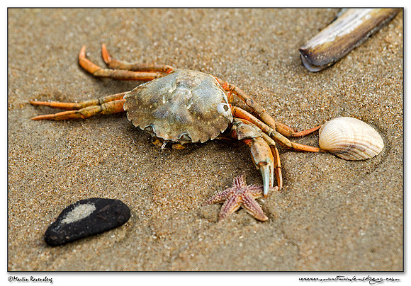 Shore Crab (Strandkrab) at the North Sea coast near the Amsterdamse Waterleiding Duinen Nature Reserve