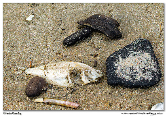 Washed ashore sea life after the storm at the North Sea coast near the Amsterdamse Waterleiding Duinen Nature Reserve