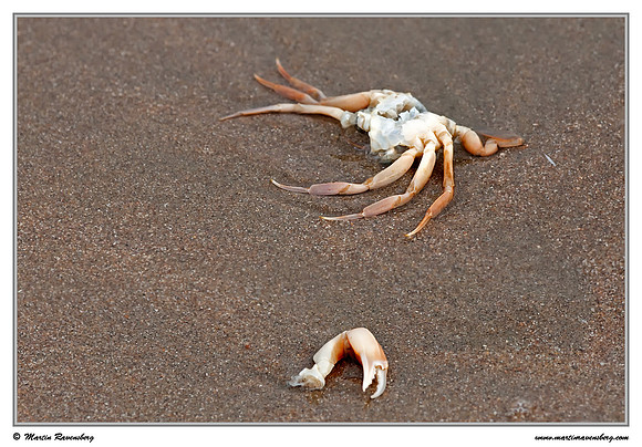 Half eaten crab at the North Sea coast near the Amsterdamse Waterleiding Duinen Nature Reserve