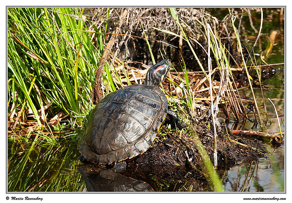 Red Eared Slider (Roodwangschildpad) at the Reeuwijkse Plassen