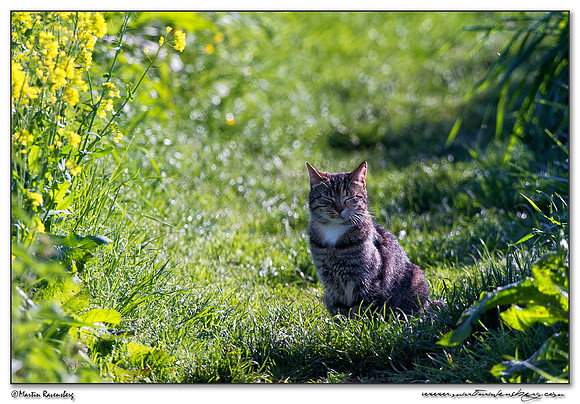 Housecat (Kat)  at the Groene Jonker nature area near Nieuwkoop