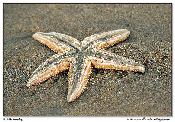 Common Starfish (Gewone Zeester) at the North Sea coast near the Amsterdamse Waterleiding Duinen Nature Reserve