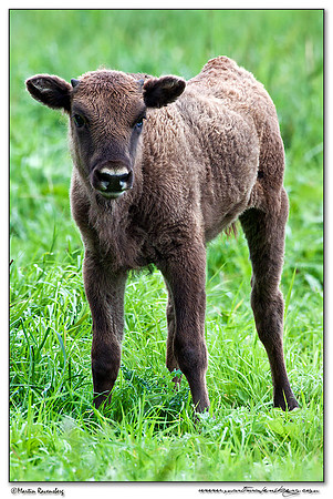 Wisent / European Bison (Wisent) at the Nature Park Lelystad