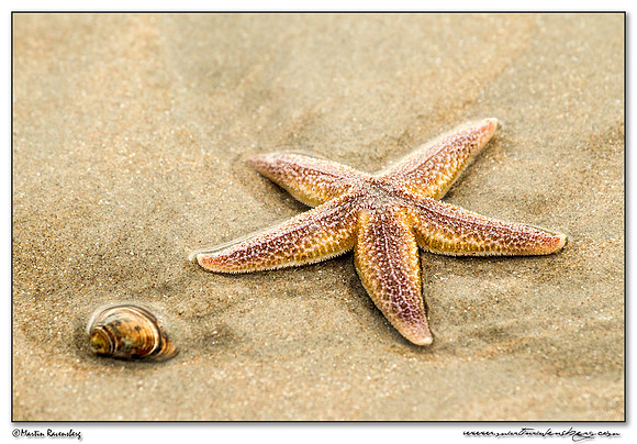Common Starfish (Gewone Zeester) at the North Sea coast near the Amsterdamse Waterleiding Duinen Nature Reserve