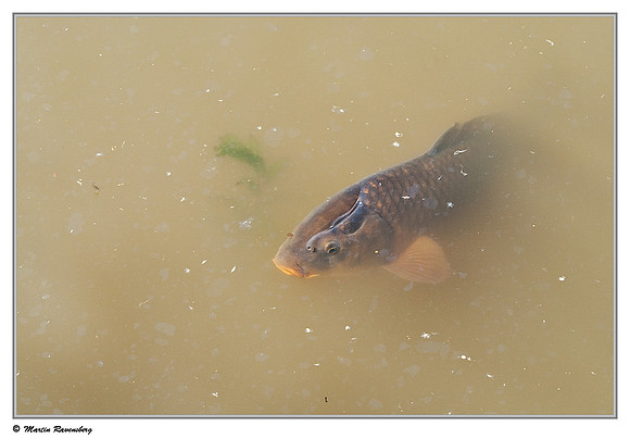 Common Carp (Europese karper) at the Oostvaardersplassen - De Kluut hut