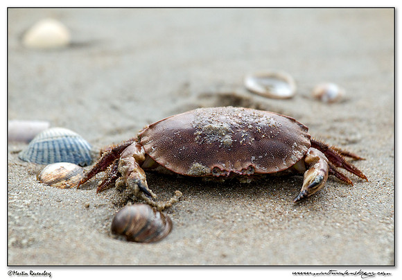 Shore Crab (Strandkrab) at the North Sea coast near the Amsterdamse Waterleiding Duinen Nature Reserve