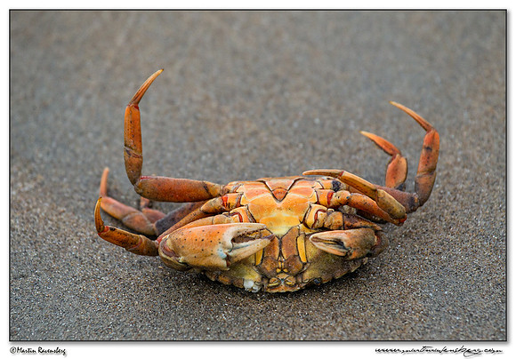 Shore Crab (Strandkrab) at the North Sea coast near the Amsterdamse Waterleiding Duinen Nature Reserve