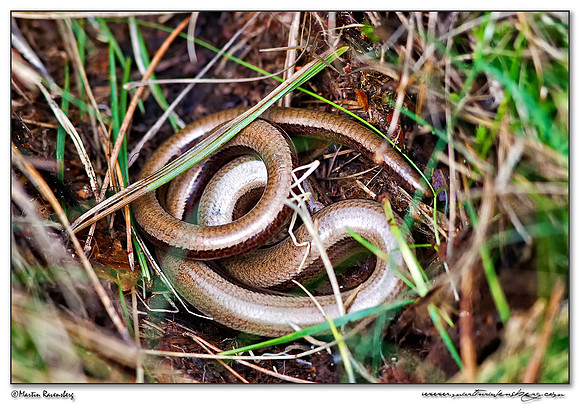 A Slow Worm (Hazelworm) at the Hoge Veluwe National Park