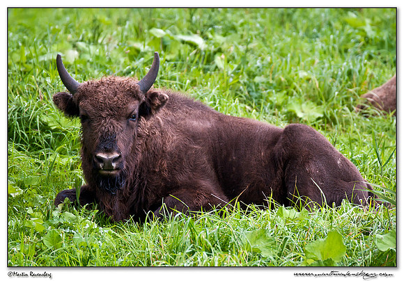Wisent / European Bison (Wisent) at the Nature Park Lelystad