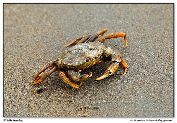 Shore Crab (Strandkrab) at the North Sea coast near the Amsterdamse Waterleiding Duinen Nature Reserve