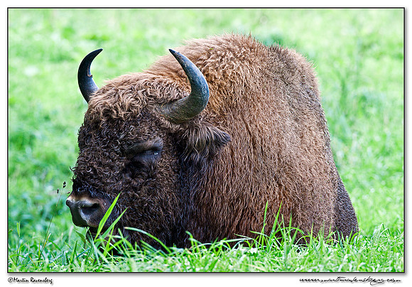 Wisent / European Bison (Wisent) at the Nature Park Lelystad
