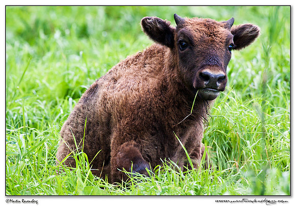 Wisent / European Bison (Wisent) at the Nature Park Lelystad