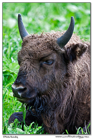 Wisent / European Bison (Wisent) at the Nature Park Lelystad