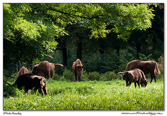 Wisent / European Bison (Wisent) at the Nature Park Lelystad