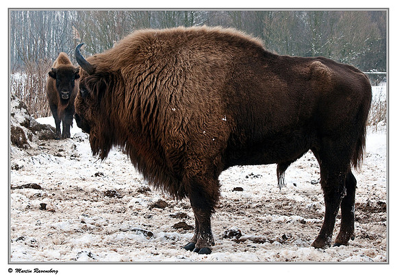Wisent / European Bison (Wisent) at the Nature Park Lelystad