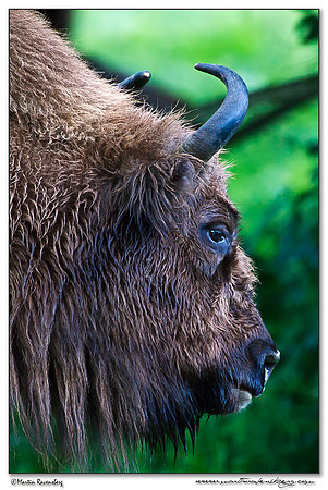 Wisent / European Bison (Wisent) at the Nature Park Lelystad