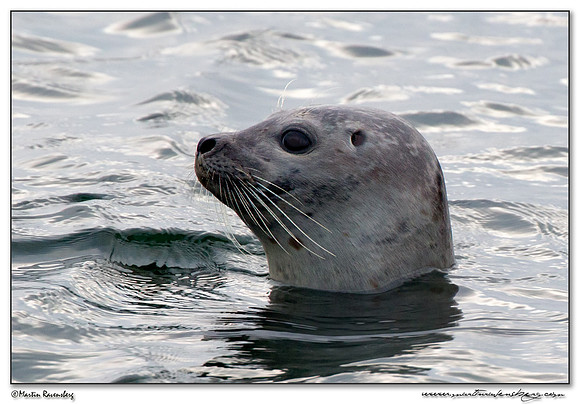 Harbor Seal (Gewone Zeehond) on the Brouwensdam at the Grevelingenmeer