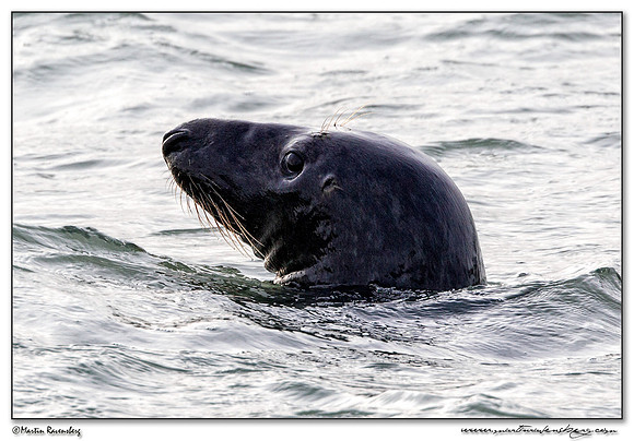 Grey Seal (Grijze Zeehond) at the seaside on the Brouwensdam