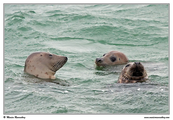 Harbor Seal (Gewone Zeehond) at the seaside on the Brouwensdam