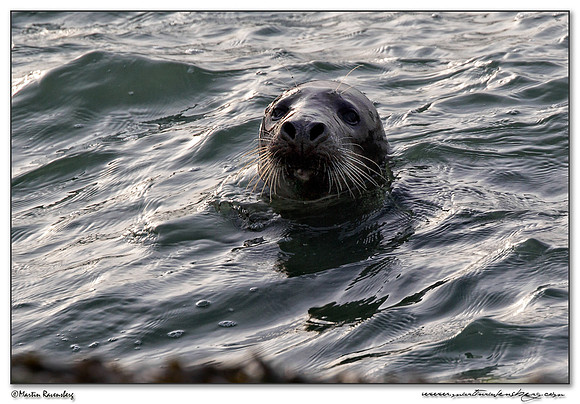 Harbor Seal (Gewone Zeehond) at the seaside on the Brouwensdam