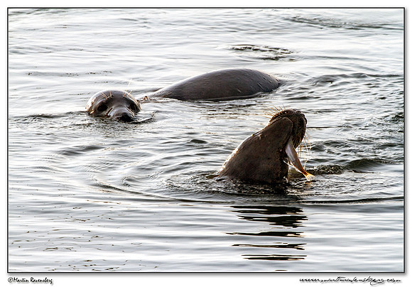 Grey Seal (Grijze Zeehond) at the seaside on the Brouwensdam