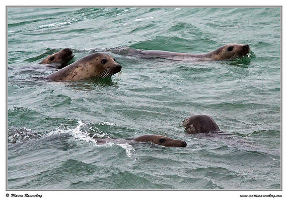 Harbor Seal (Gewone Zeehond) at the seaside on the Brouwensdam