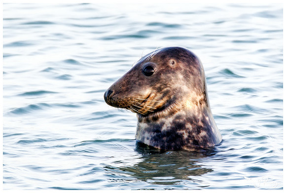 Grey Seal (Grijze Zeehond) at the seaside on the Brouwensdam
