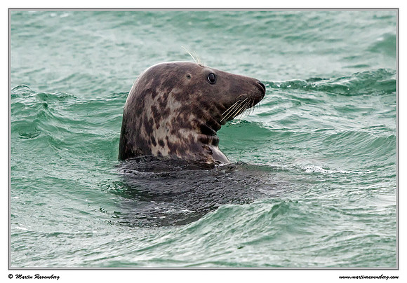 Harbor Seal (Gewone Zeehond) at the seaside on the Brouwensdam
