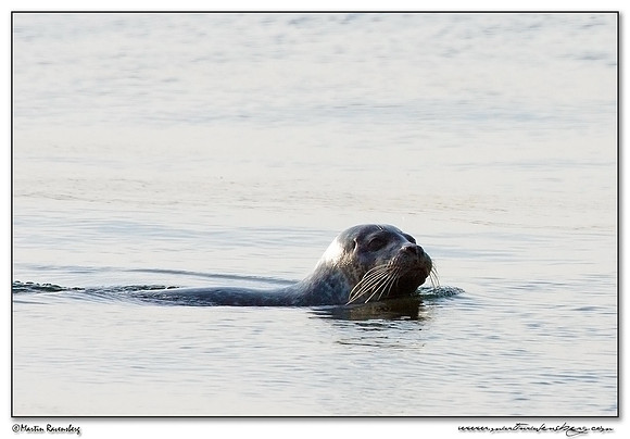 Harbor Seal (Gewone Zeehond) at the seaside on the Brouwensdam