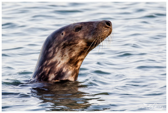 Grey Seal (Grijze Zeehond) at the seaside on the Brouwensdam