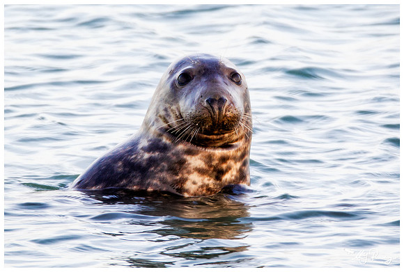 Grey Seal (Grijze Zeehond) at the seaside on the Brouwensdam