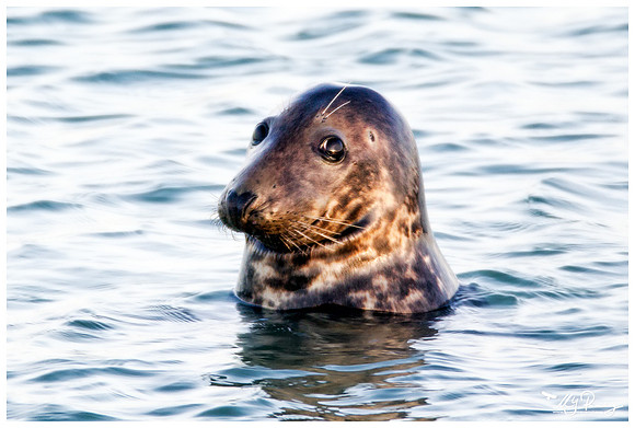 Grey Seal (Grijze Zeehond) at the seaside on the Brouwensdam