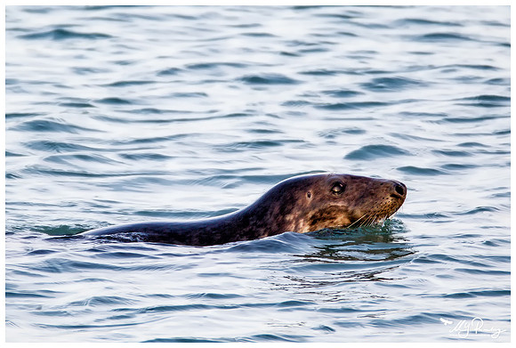 Grey Seal (Grijze Zeehond) at the seaside on the Brouwensdam