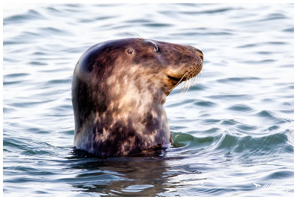 Grey Seal (Grijze Zeehond) at the seaside on the Brouwensdam