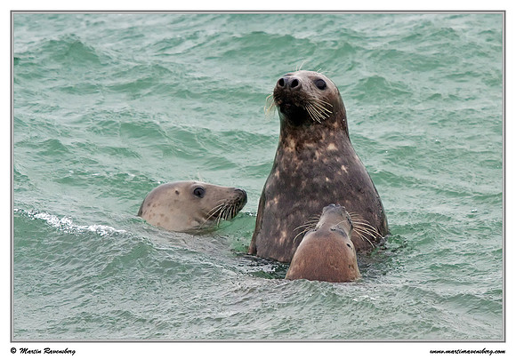 Harbor Seal (Gewone Zeehond) at the seaside on the Brouwensdam