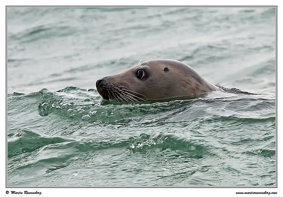 Harbor Seal (Gewone Zeehond) at the seaside on the Brouwensdam
