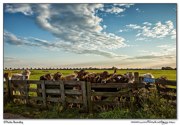 Cows near Hazerswoude