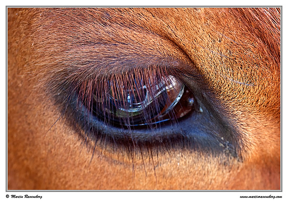 Eye of a Kempens rood-bont cow at the Zaans Rietveld near Alphen aan den Rijn